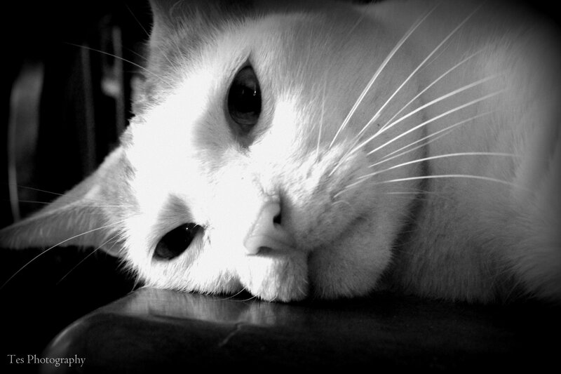 White Cat Resting — Black