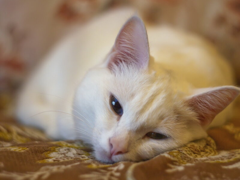 White Cat Resting — Calm