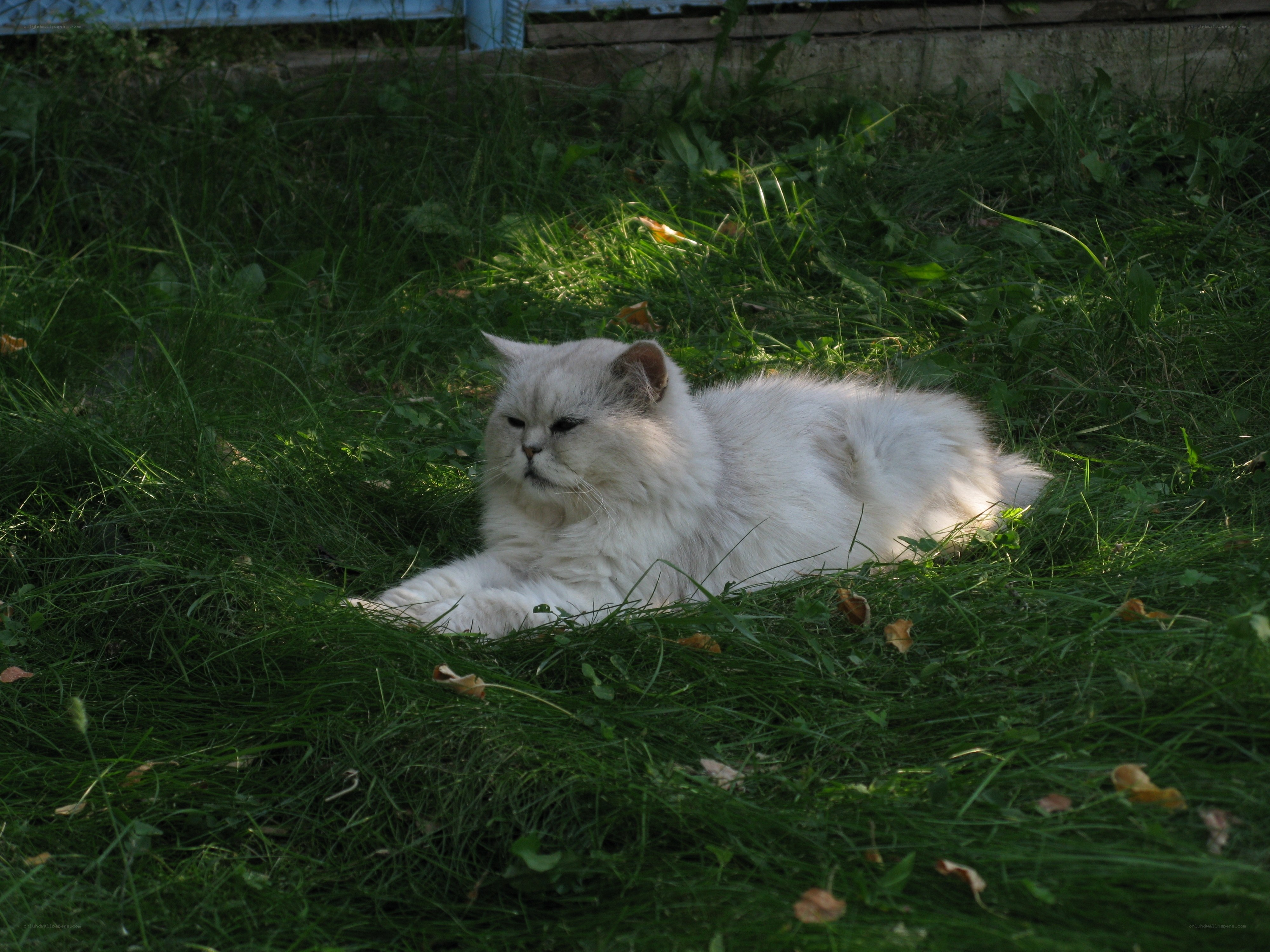 White cat resting in grass