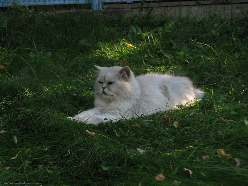 White cat resting in grass