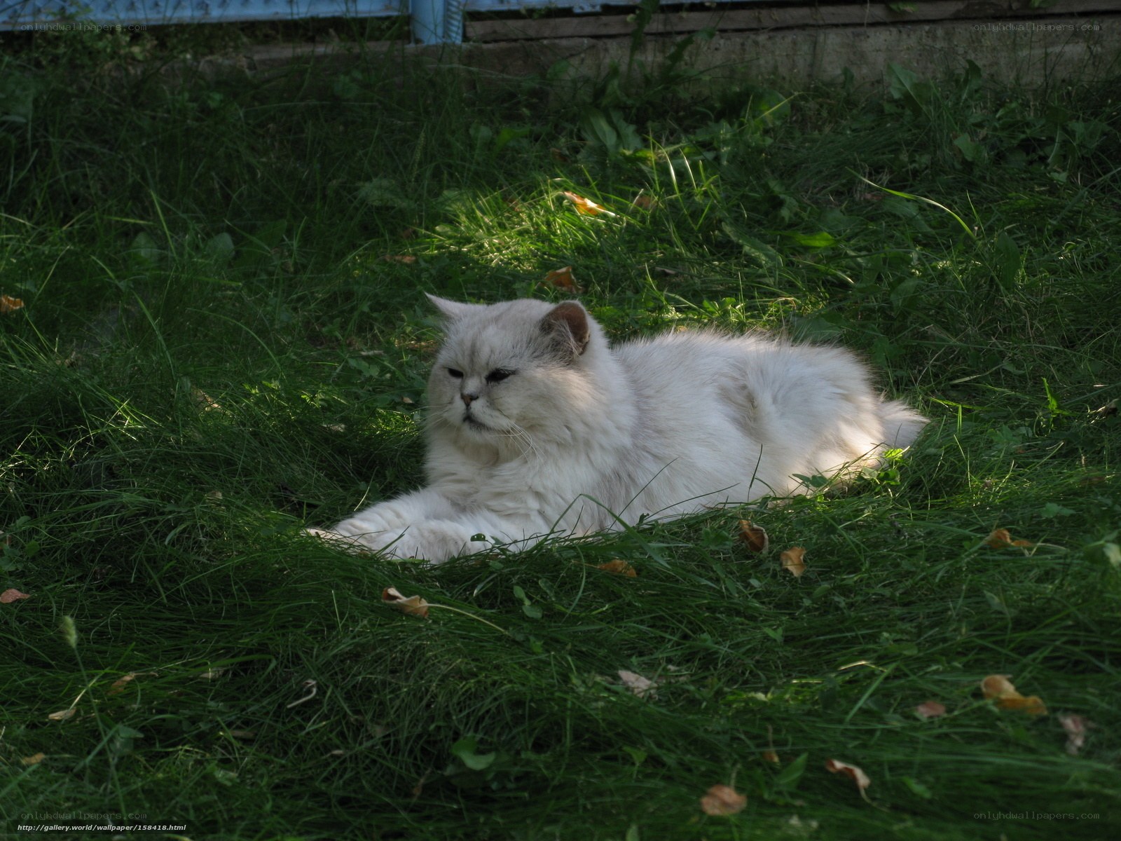 White cat resting in grass