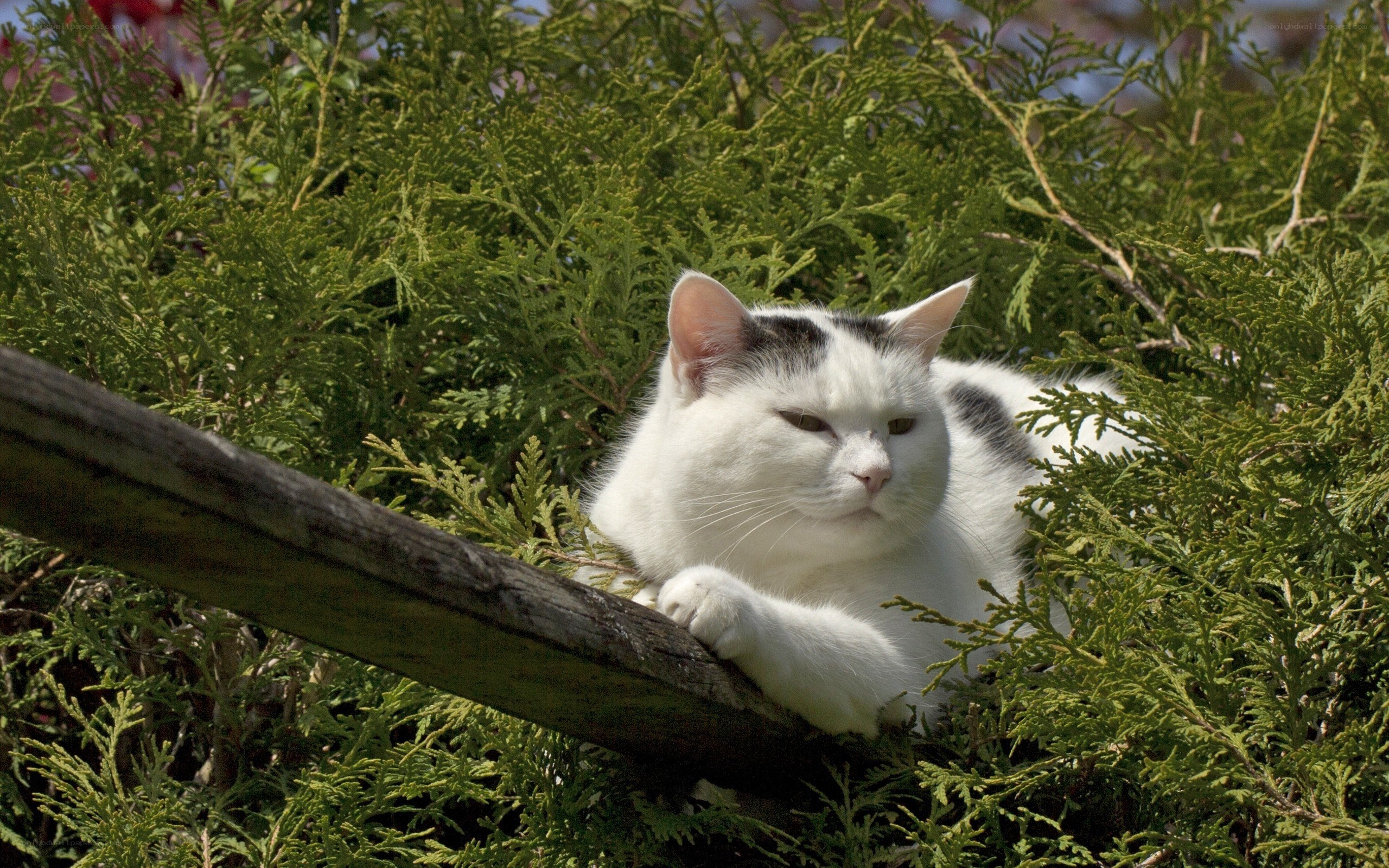 White cat resting in greenery