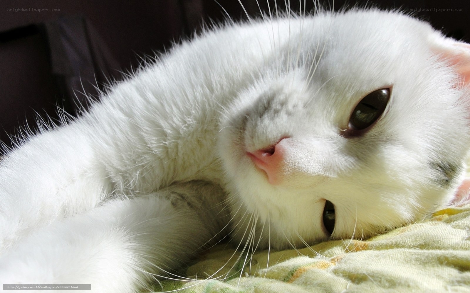 white cat resting in sunlight