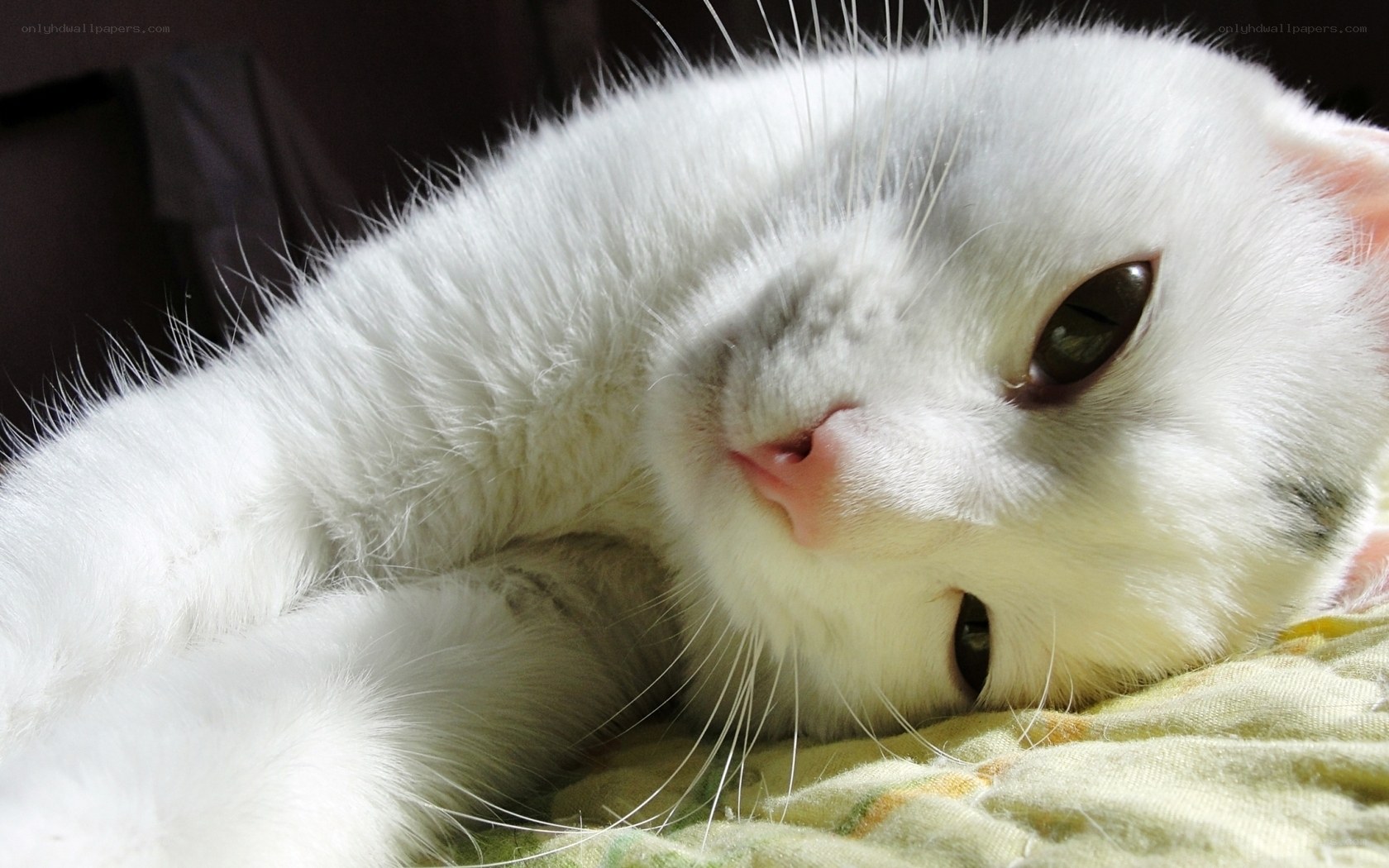 white cat resting in sunlight