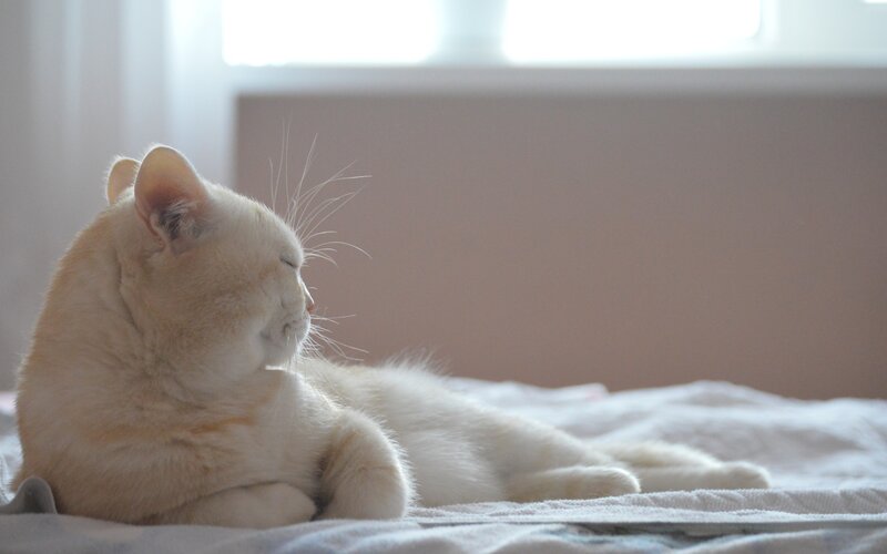 white cat resting on bed
