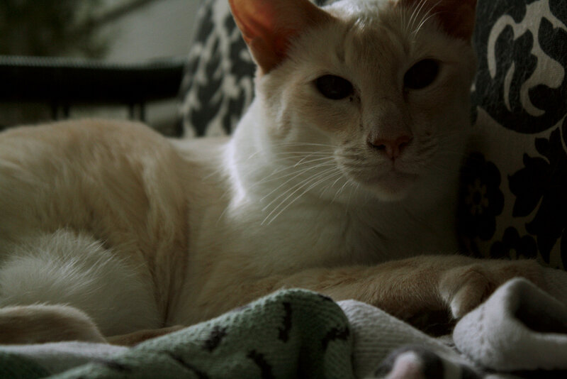 white cat resting on blanket