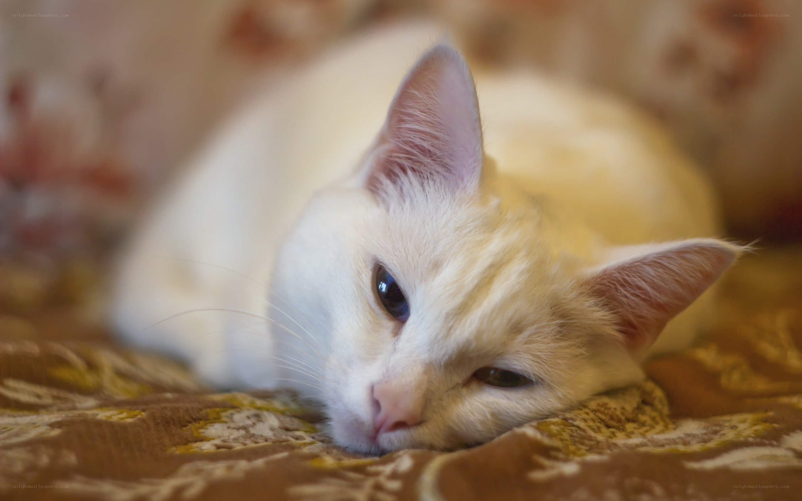 white cat resting on blanket