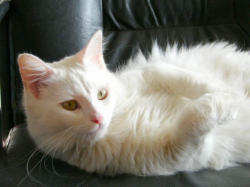 white cat resting on couch