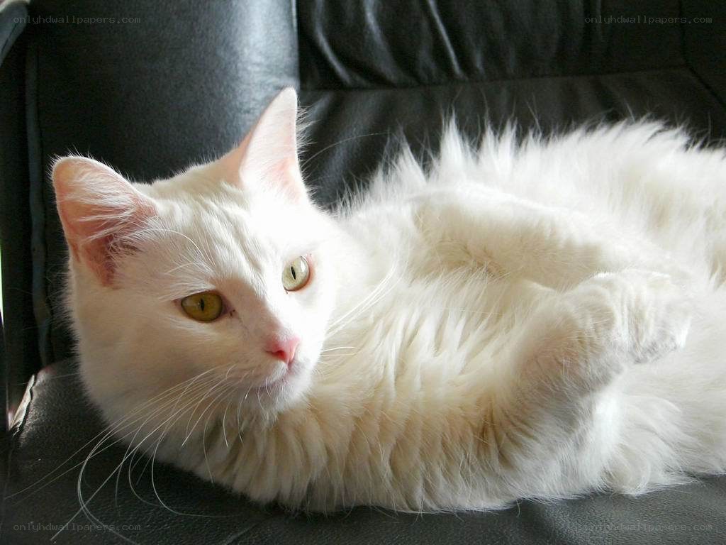 white cat resting on couch