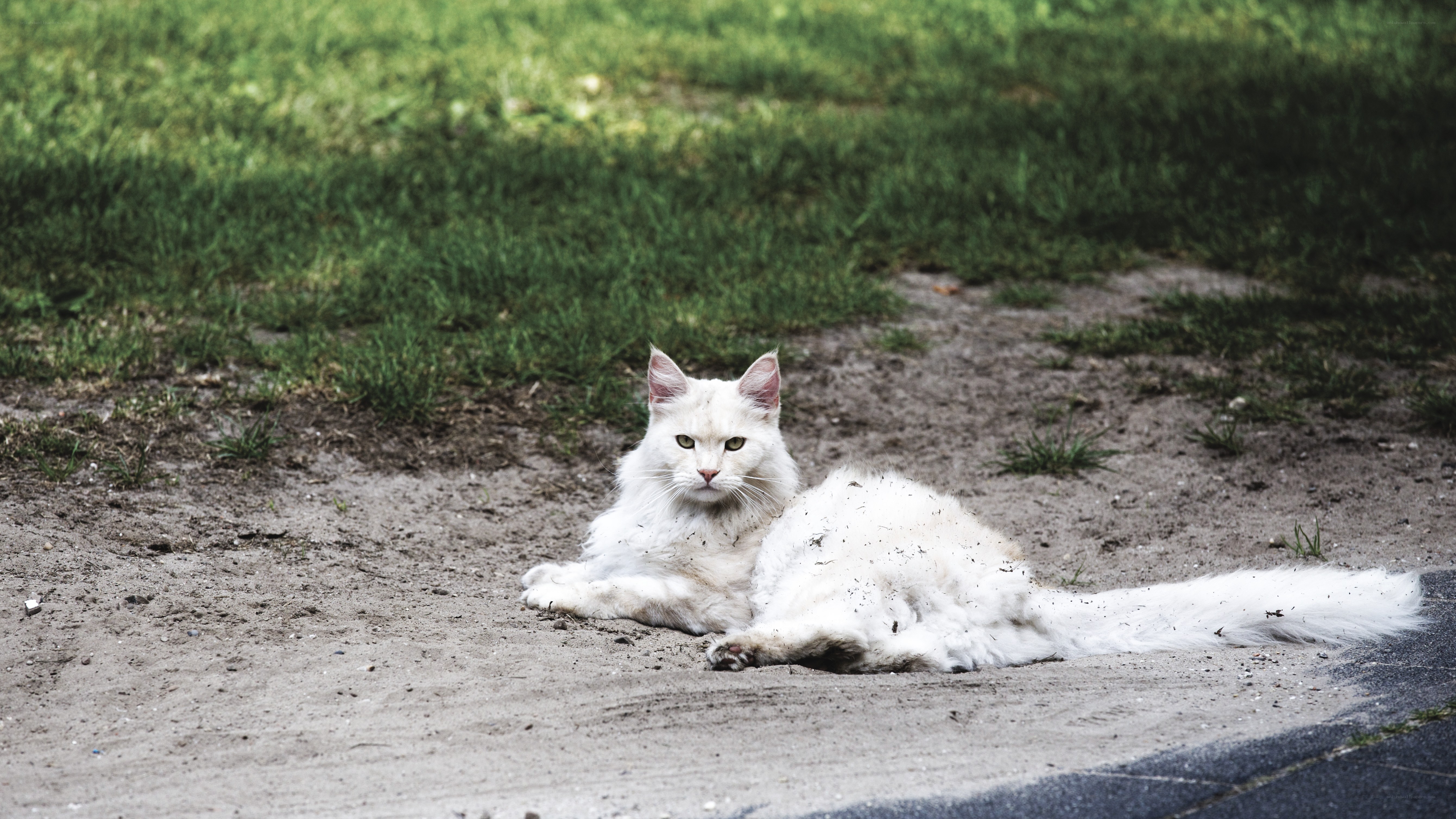 White cat resting on dirt path