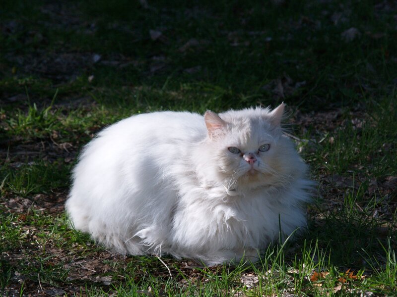 White cat resting on grass