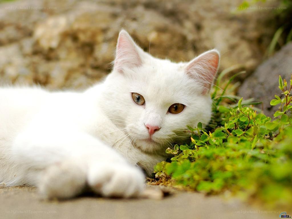 white cat resting on grass