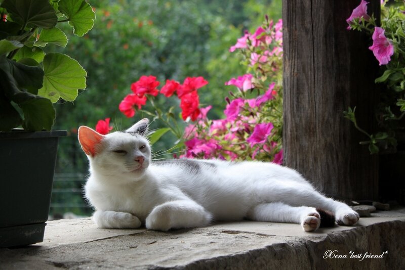 White Cat Resting
