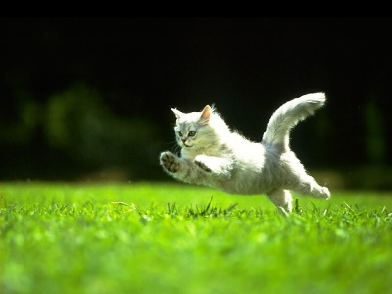 White Cat Running