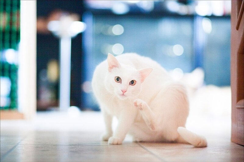 White Cat Scratching — Calm
