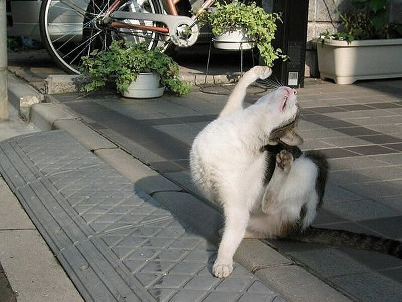 White Cat Scratching