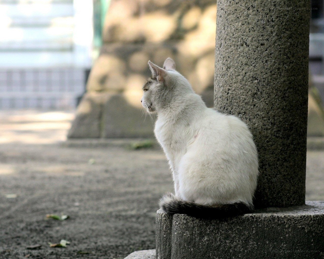 white cat sitting by pillar