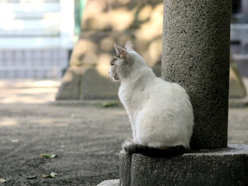 White Cat Sitting — Calm, Afternoon, Photograph