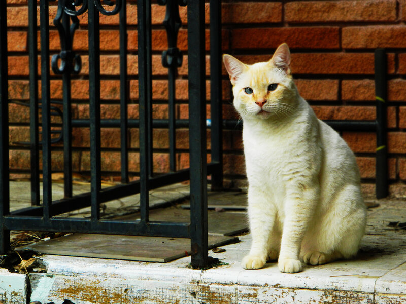 White Cat Sitting — Calm, Afternoon