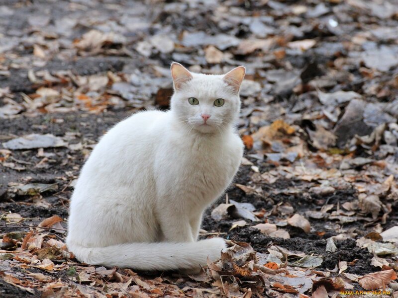 White Cat Sitting — Calm, Autumn