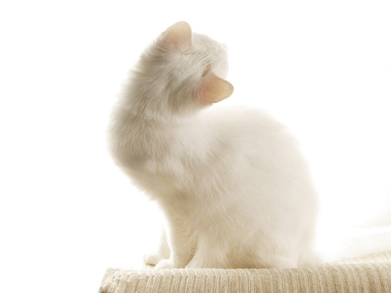 White Cat Sitting — Calm, Photograph