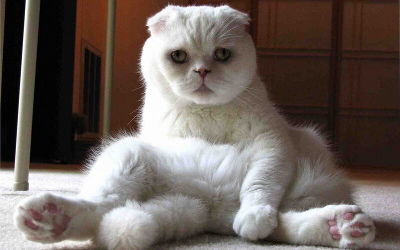 White Cat Sitting — Calm
