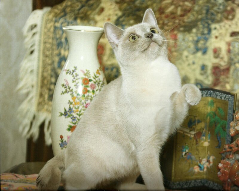 White Cat Sitting — Curious