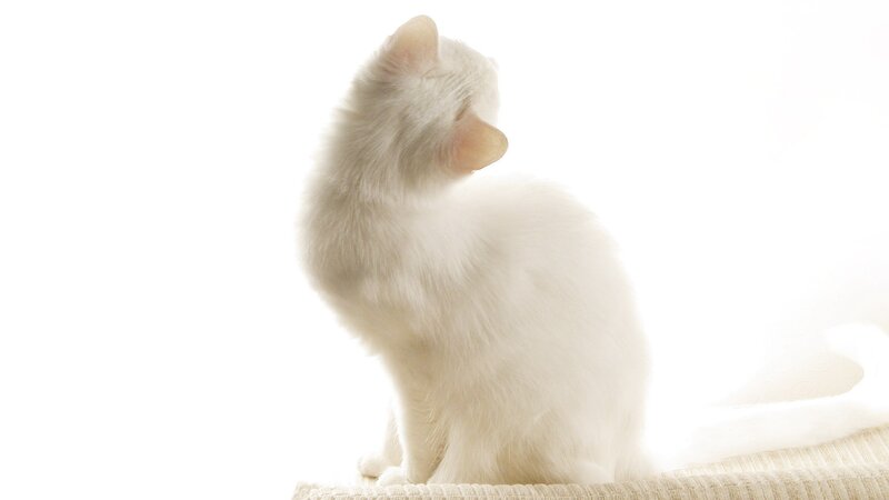 white cat sitting in sunlight