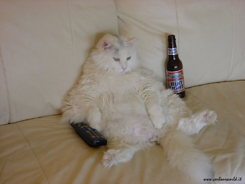 White Cat Sitting on Couch