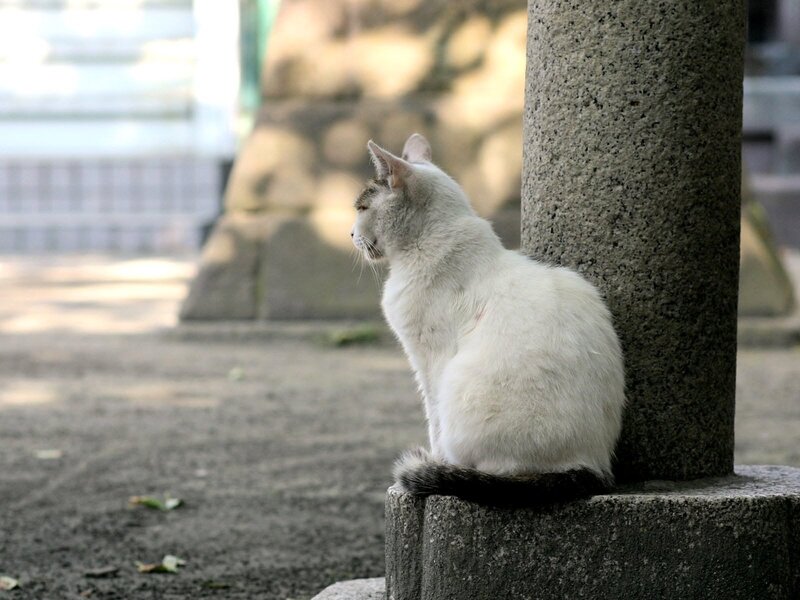 white cat sitting on stone