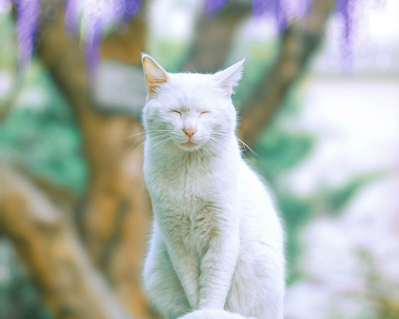 White Cat Sitting — Serene, Spring