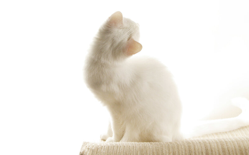 White Cat Sitting