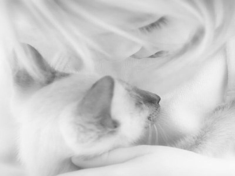 White Cat Sleeping — Black, Calm