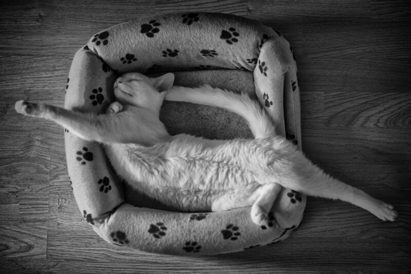 White Cat Sleeping — Black, Peaceful