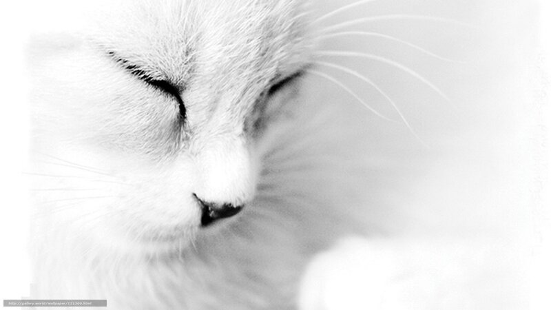 White Cat Sleeping — Black, Serene