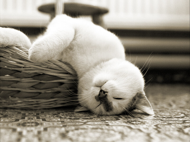 White Cat Sleeping — Black