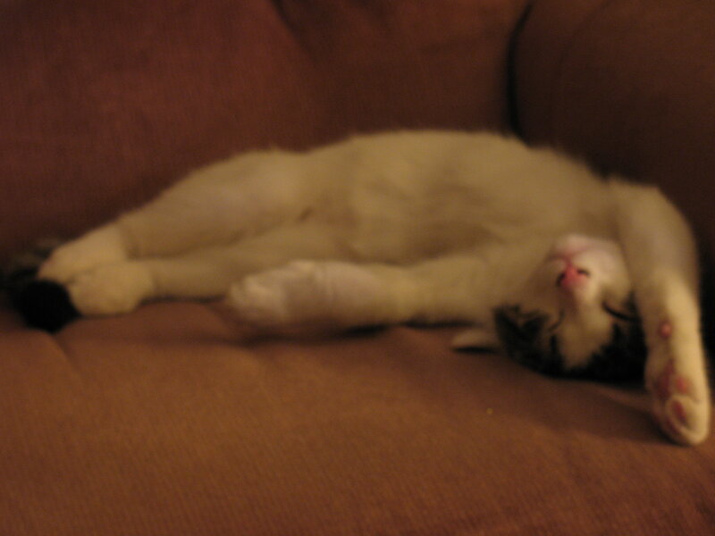 White Cat Sleeping — Brown, Calm