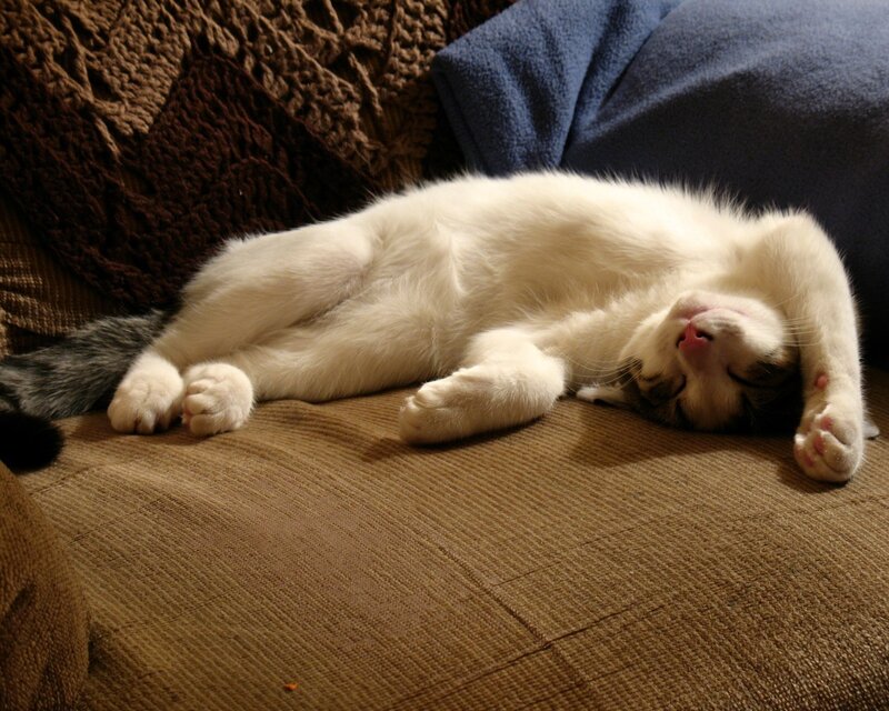 White Cat Sleeping — Brown, Peaceful, Photograph