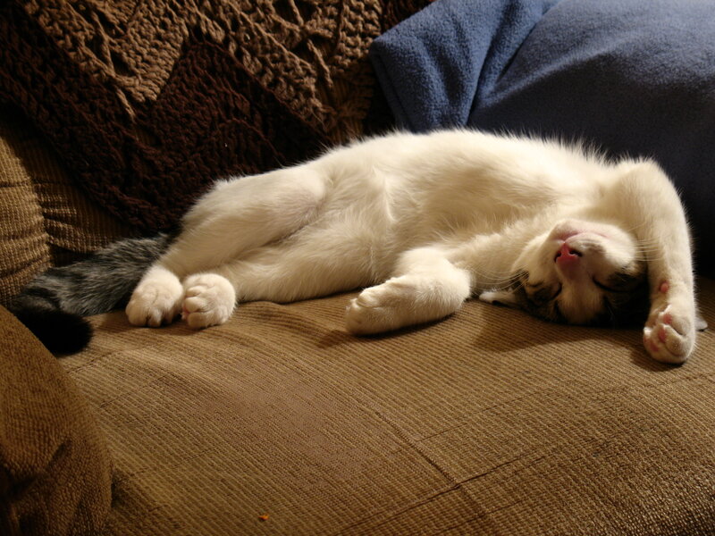 White Cat Sleeping — Brown, Peaceful