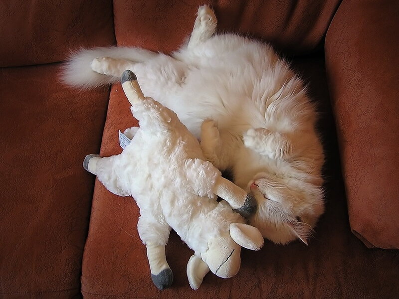 White Cat Sleeping — Brown