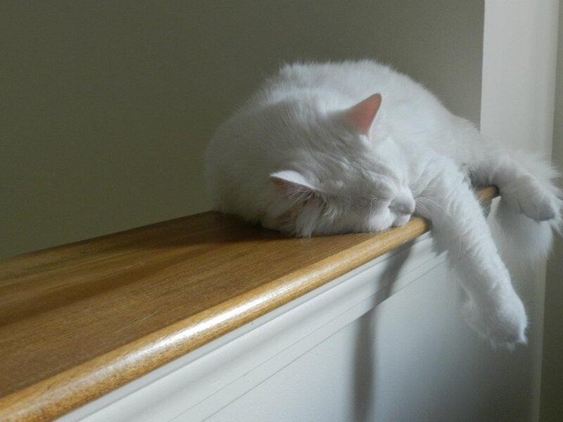 White Cat Sleeping — Calm, Morning