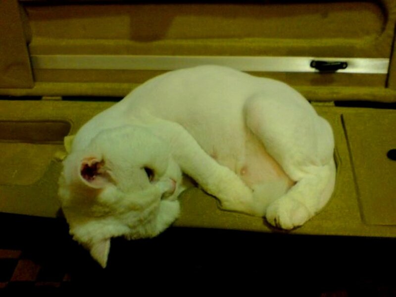 White Cat Sleeping — Calm, Photograph, Case