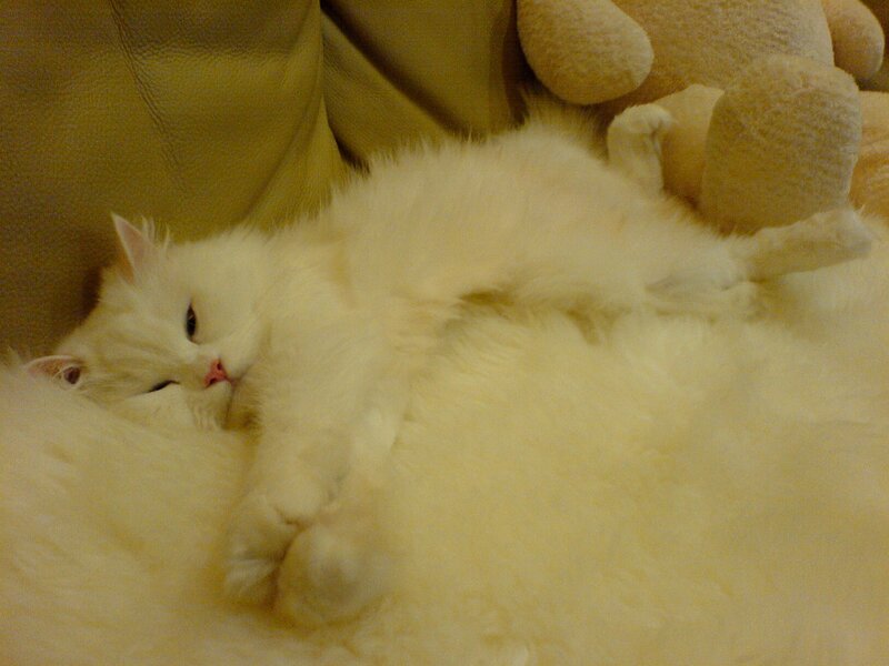 White Cat Sleeping — Calm, Photograph, Stuffed Animal
