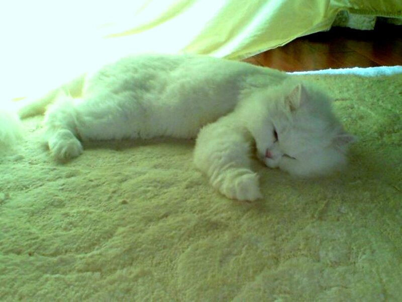White Cat Sleeping — Calm, Photograph