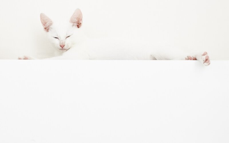 White Cat Sleeping — Calm, Photograph, Wall