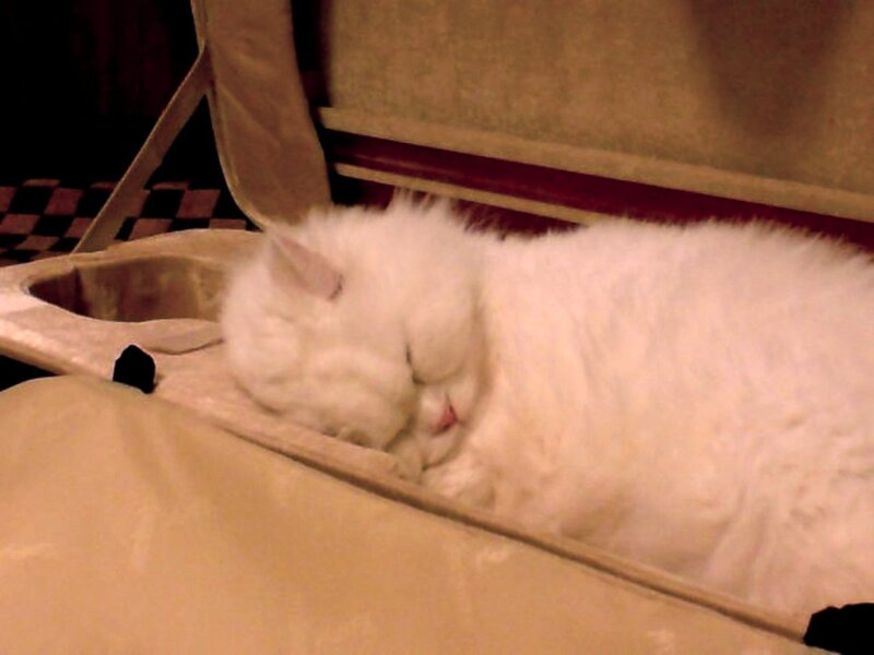 White Cat Sleeping — Calm