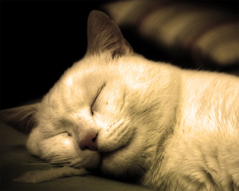 White Cat Sleeping — Cream