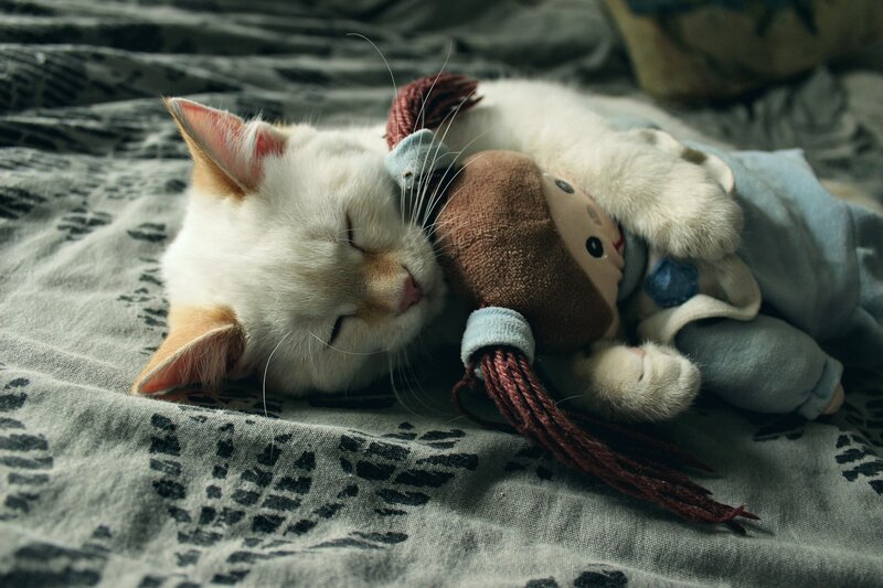 White Cat Sleeping — Gray