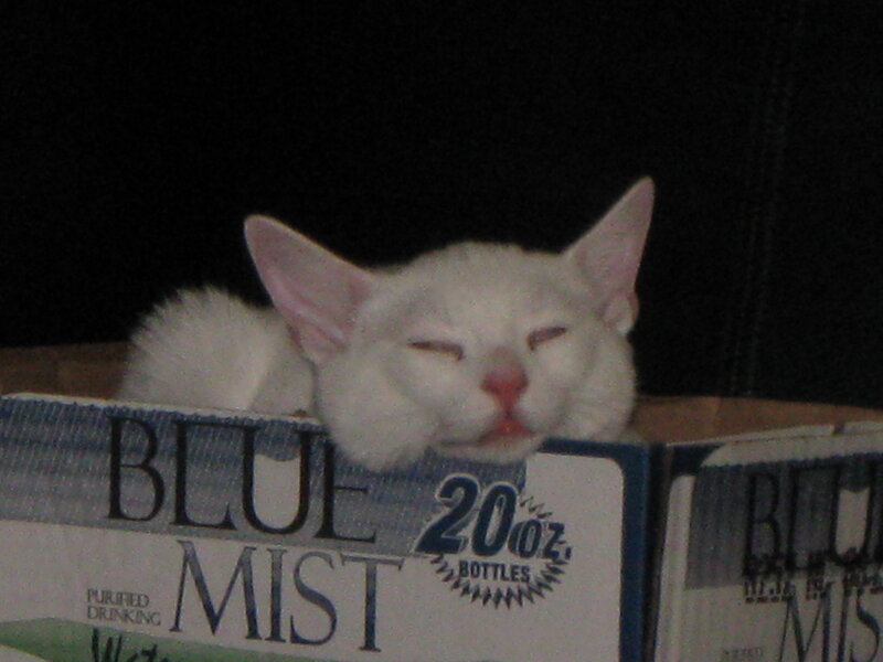 White cat sleeping in box