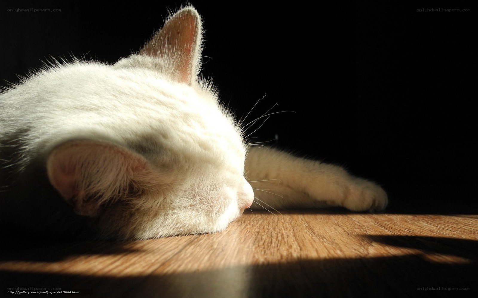 white cat sleeping in sunlight